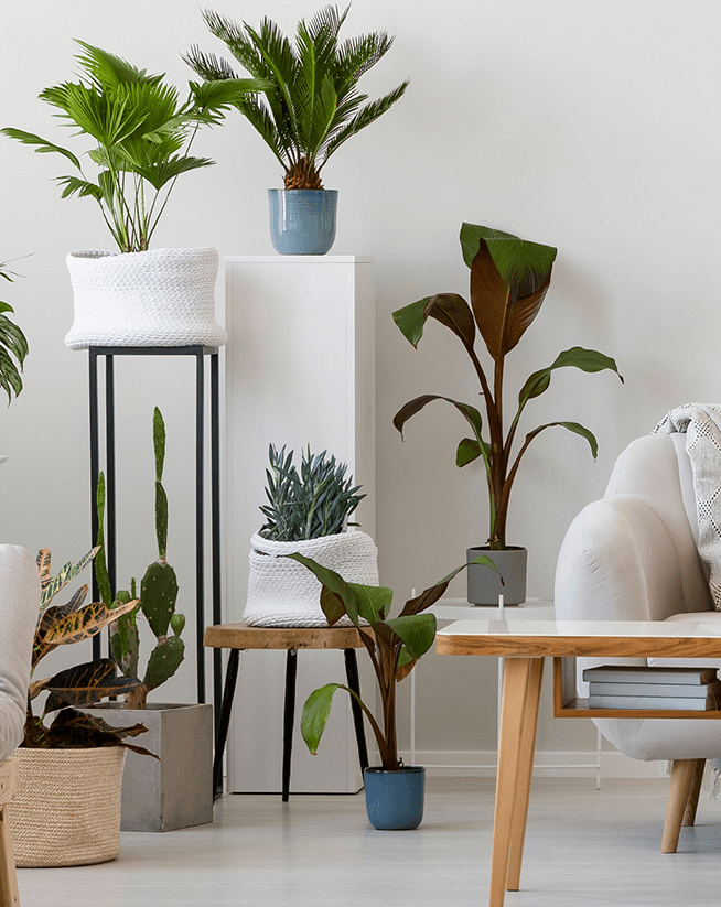 Plantas