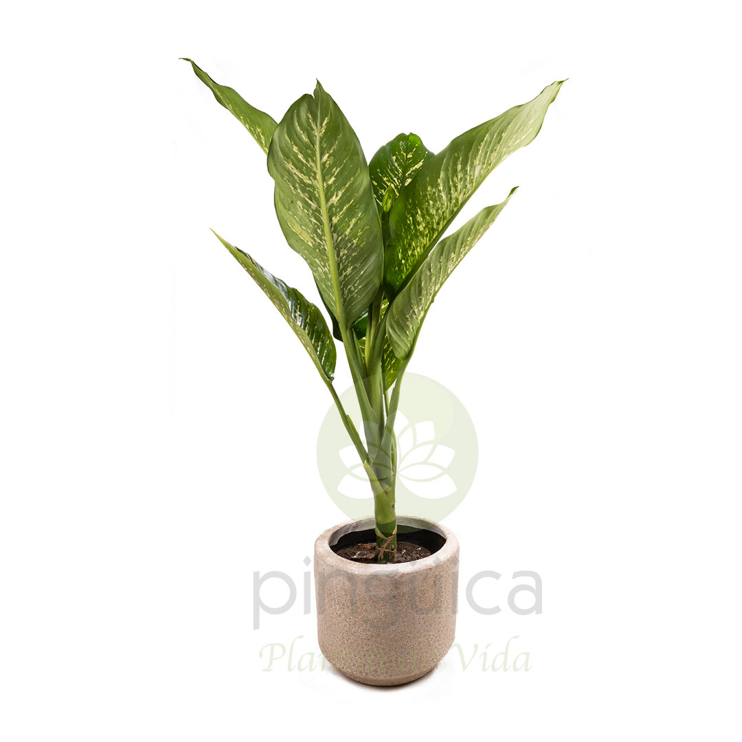 Amoena