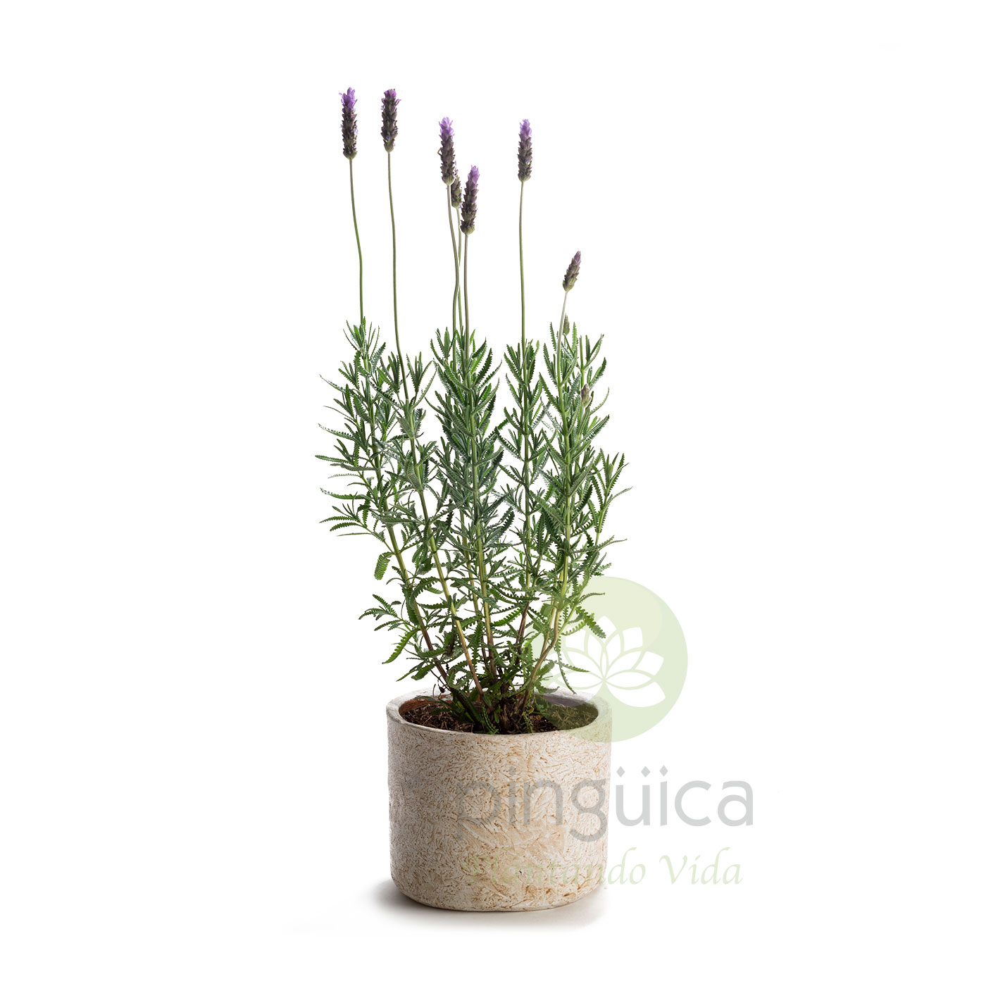 Lavanda