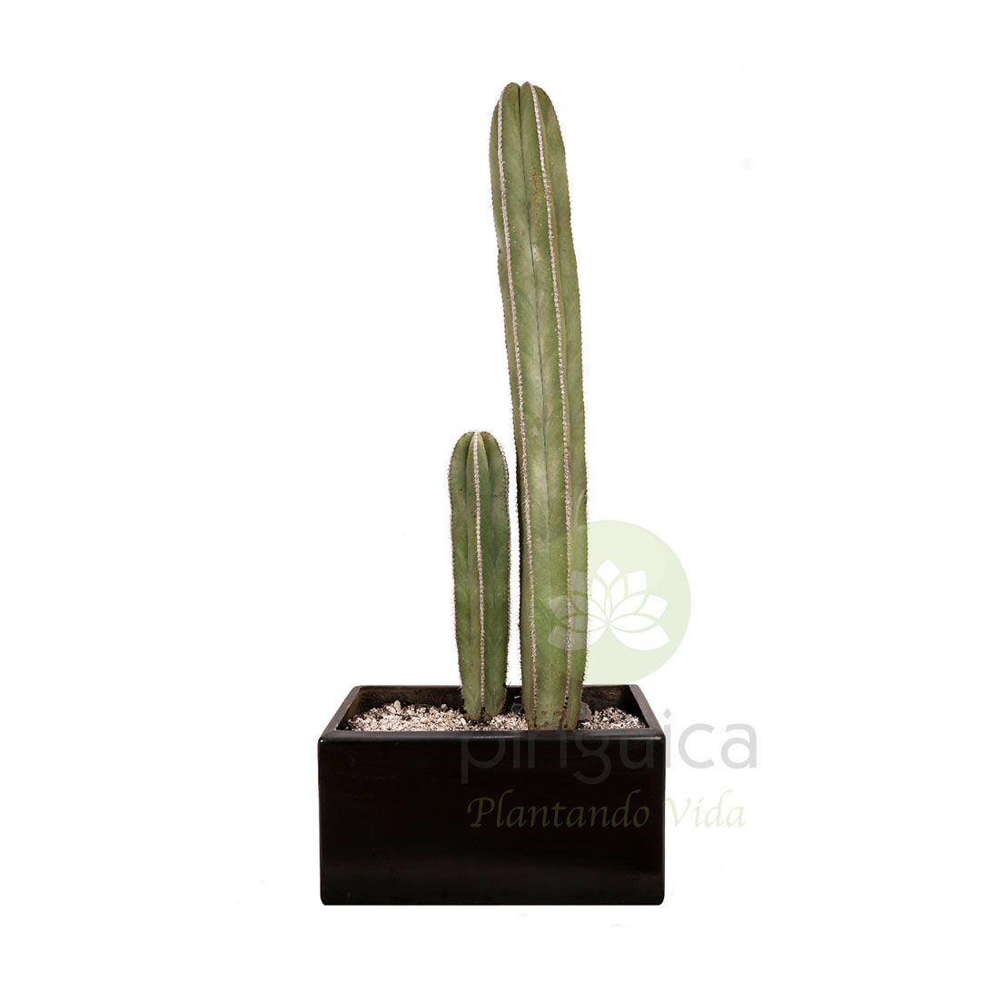 Cactus Organo Doble