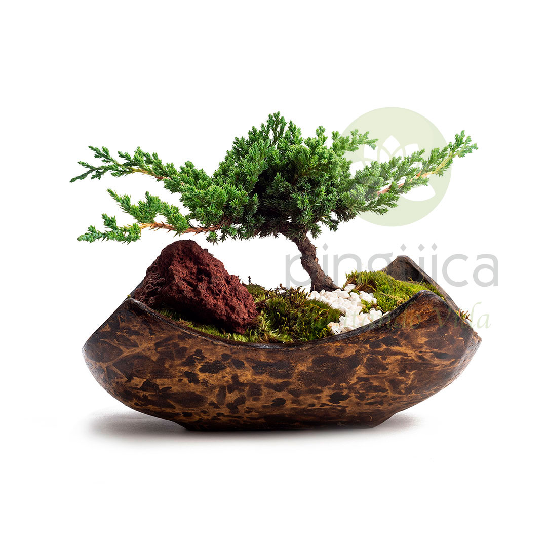 Bonsai de Junipero