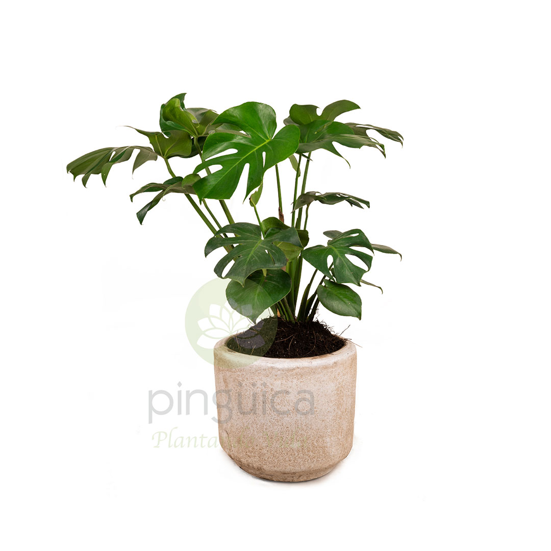 Monstera Pinanona