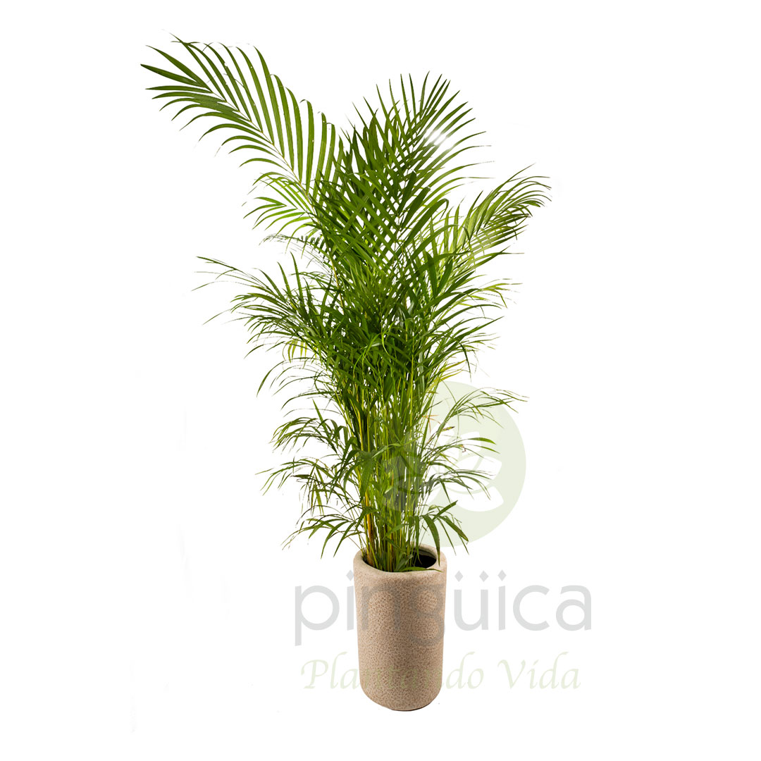 Palma Areca